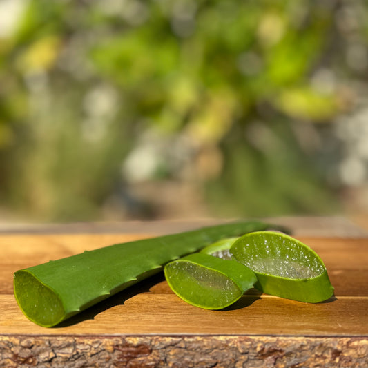 Freshly Cut Aloe Vera