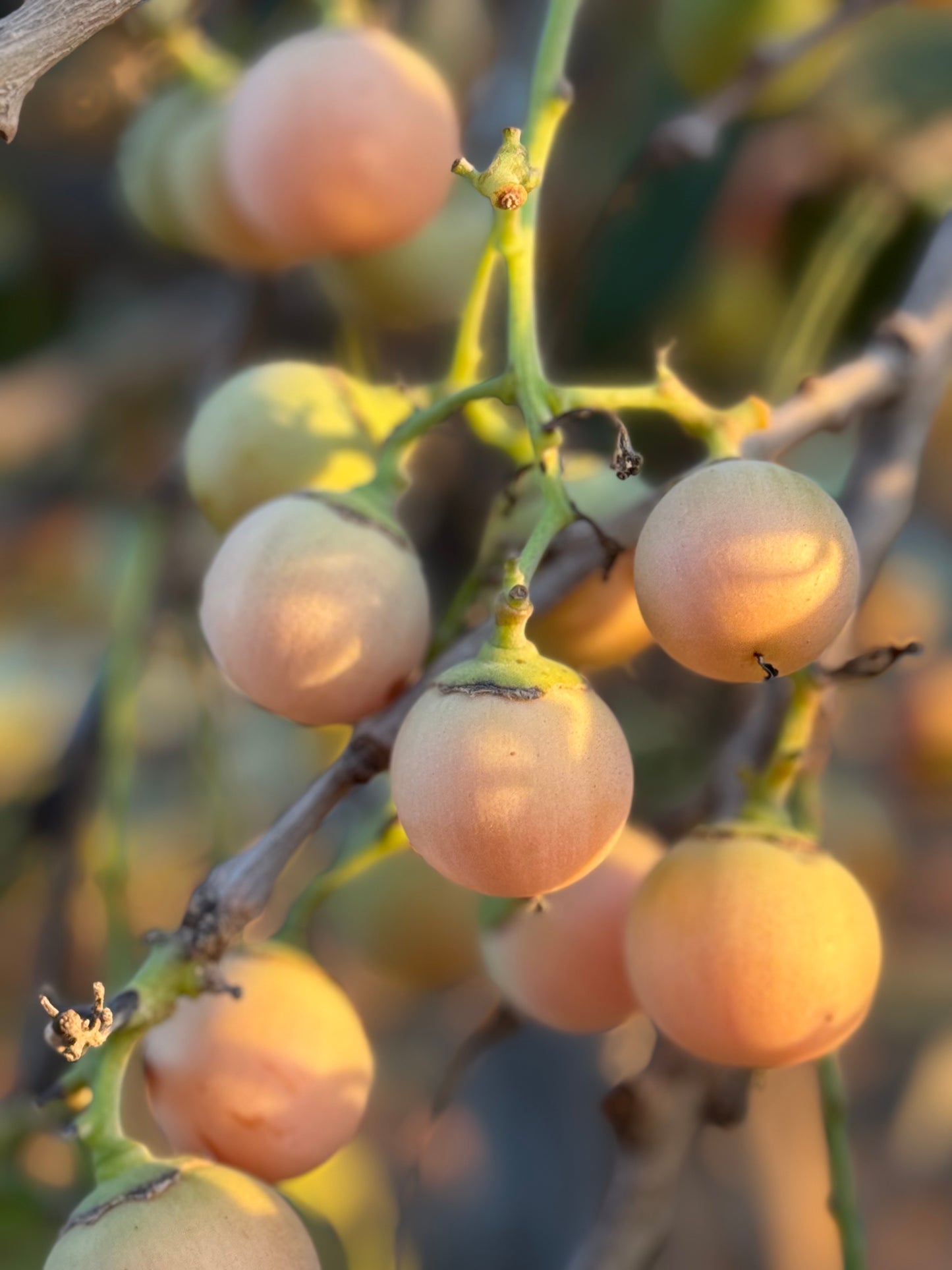 Floral Bambar Jam (local fruit)