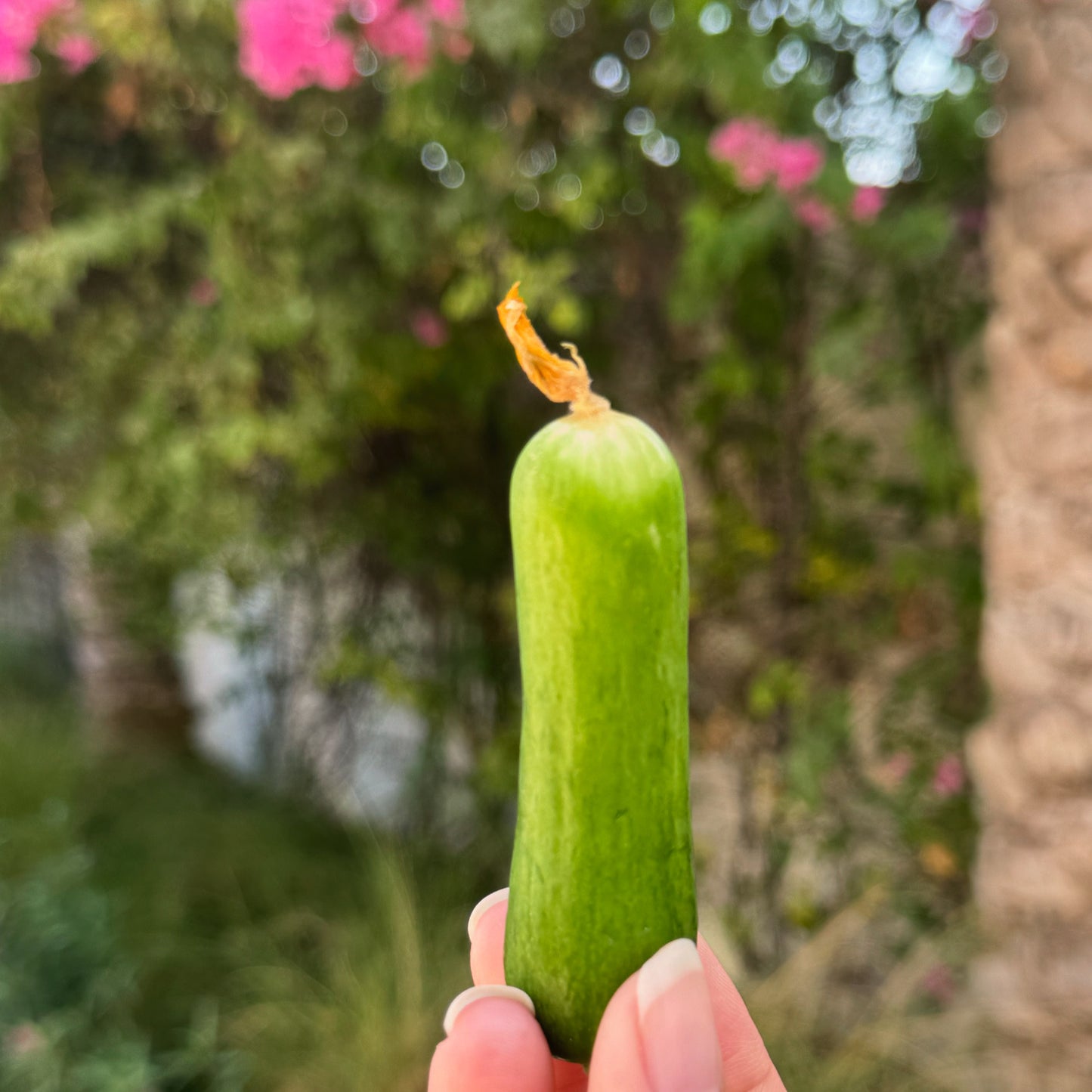 Organic Cucumbers 1kg